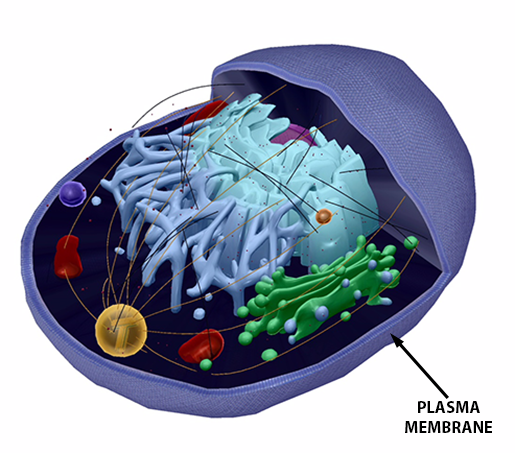 Anatomy And Physiology Parts Of A Human Cell